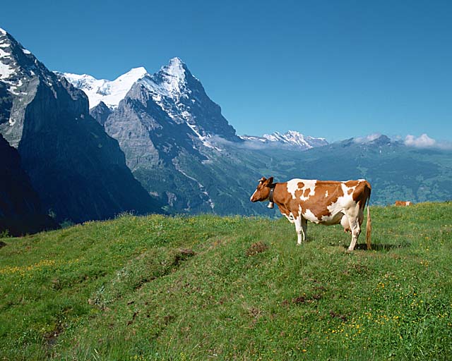top_photo